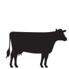 Cow animal icon