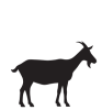 Goat animal icon