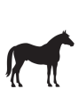 Horse animal icon