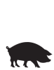 Pig animal icon